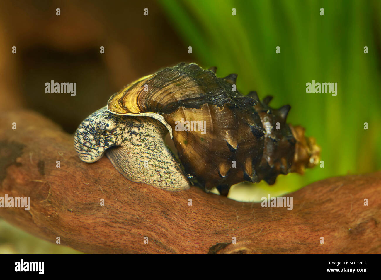 Horned Armour Snail (Brotia pagodula) in an aquarium . Stock Photo