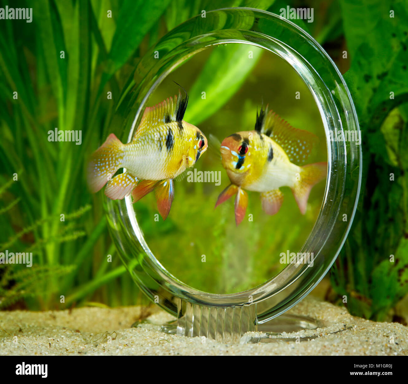 Ram Cichlid (Mikrogeophagus ramirezi) in an aquarium, looking into a mirror . Stock Photo