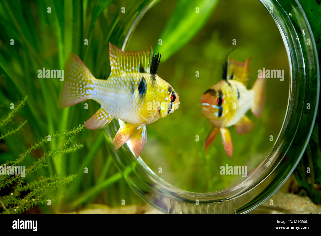 Ram Cichlid (Mikrogeophagus ramirezi) in an aquarium, looking into a mirror Stock Photo