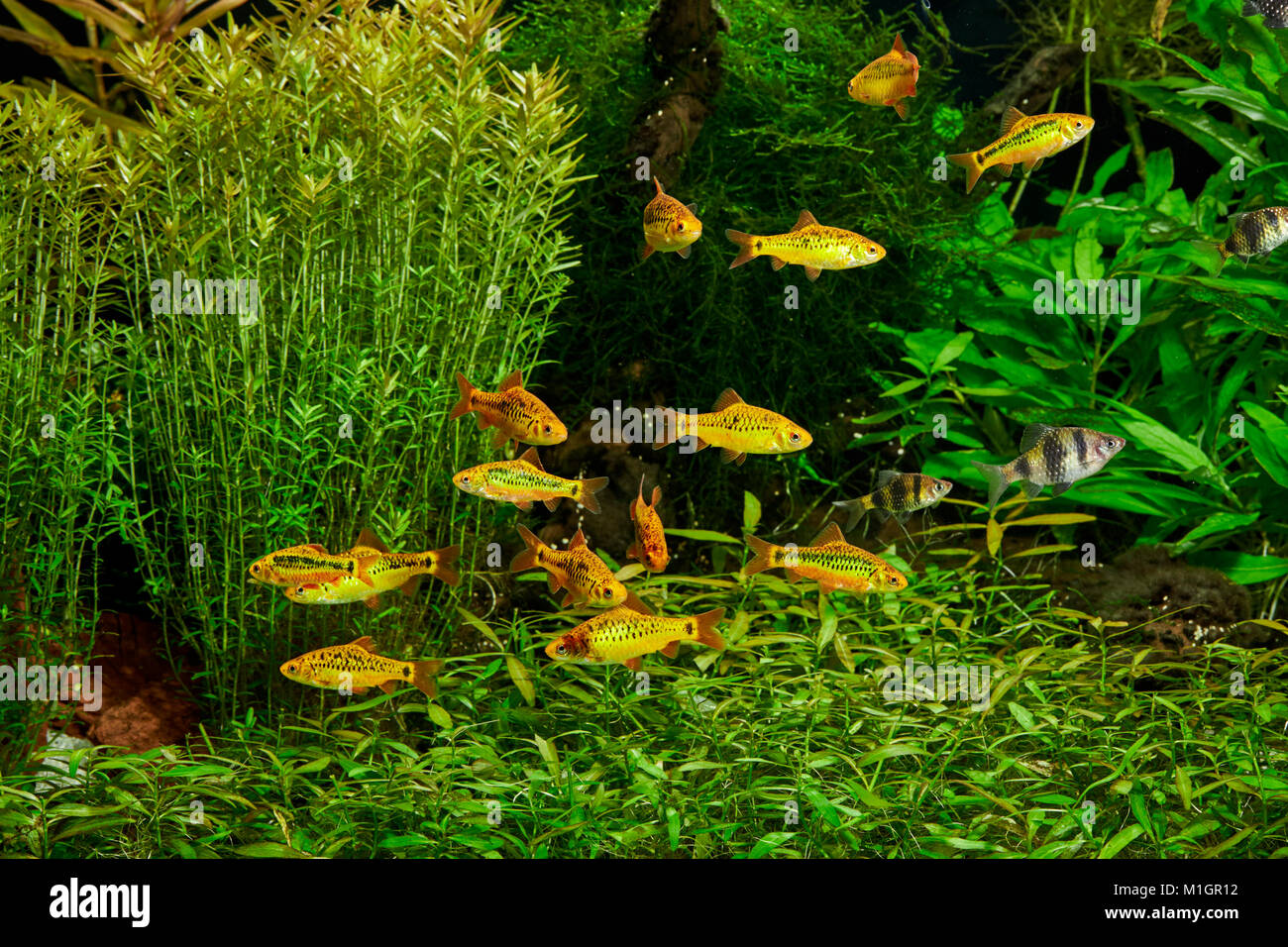 Freshwater Aquarium with Gold Barbs (Barbodes semifasciolatus) and Fiveband Barbs (Desmopuntius pentazona). Stock Photo