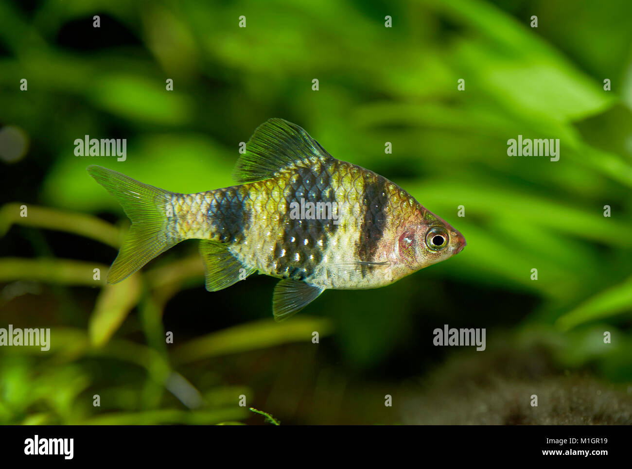 Fiveband Barb (Desmopuntius pentazona) in an aquarium .. Stock Photo