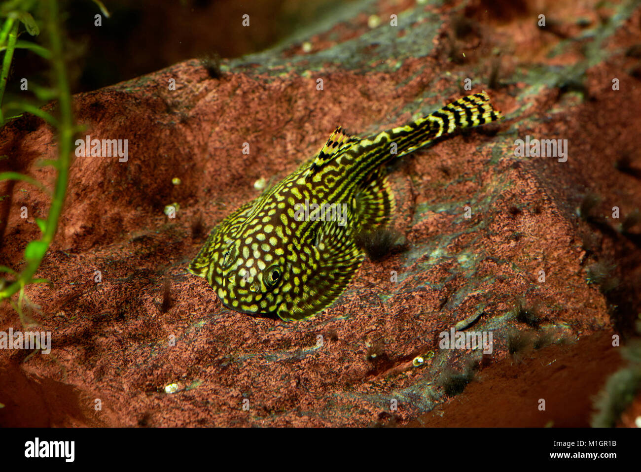 aquarium lizard fish