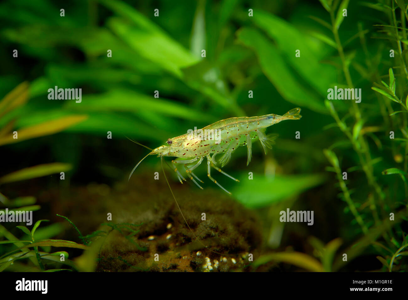 Japanese Shrimp, Yamato Shrimp (Caridina multidentata) in an aquarium. Stock Photo