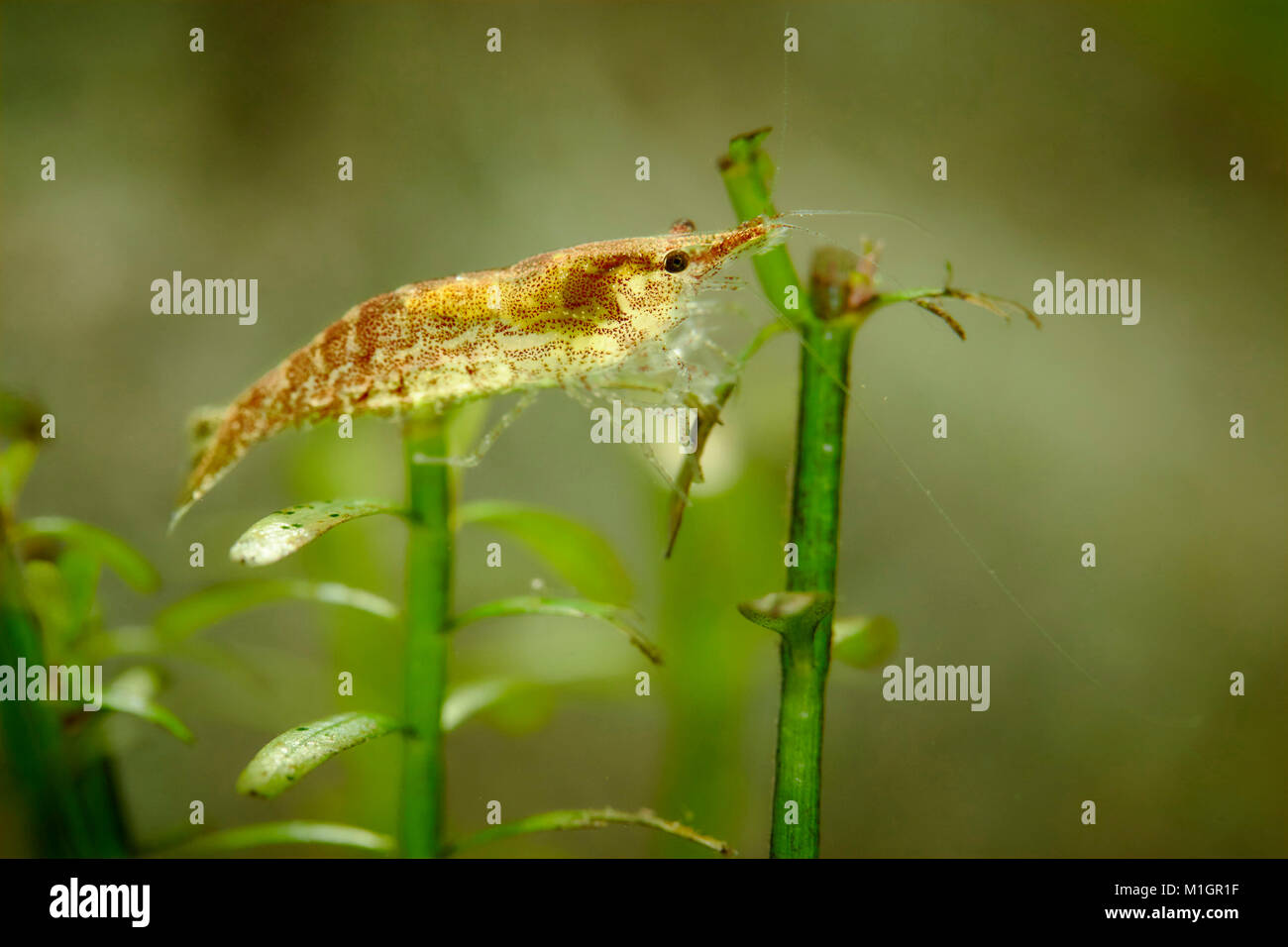 Cherry Shrimp (Neocaridina davidi) in an aquarium, on aquatic plant.. Stock Photo