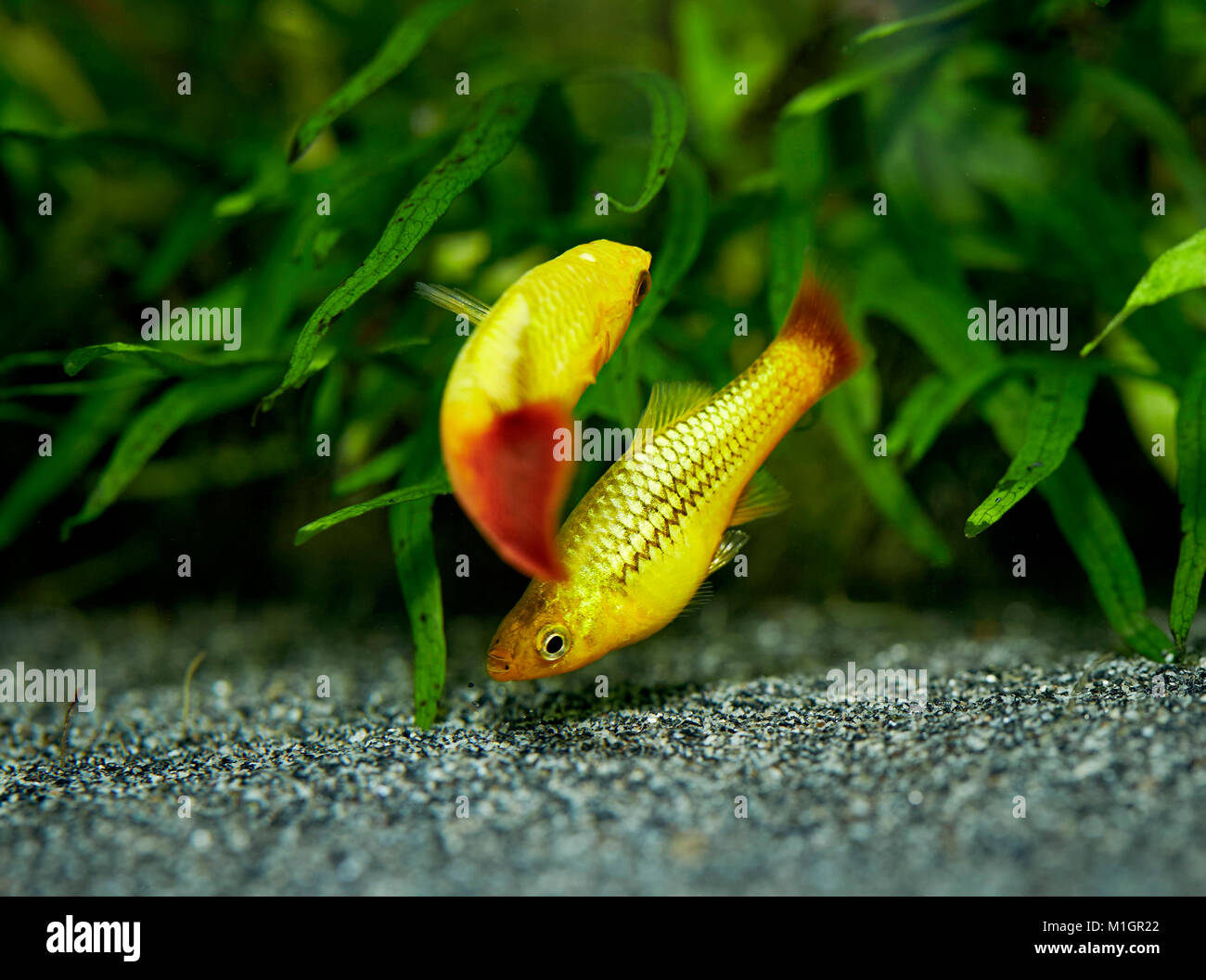 Common Platy (Xiphophorus maculatus). Displaying couple in an aquarium . Stock Photo