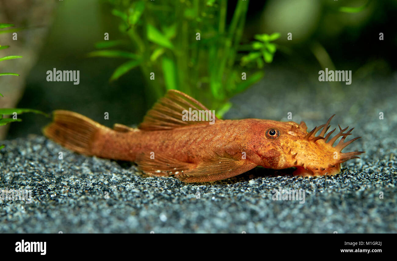 Red Sucker Catfish (Ancistrus sp.). Male in an aquarium . Stock Photo