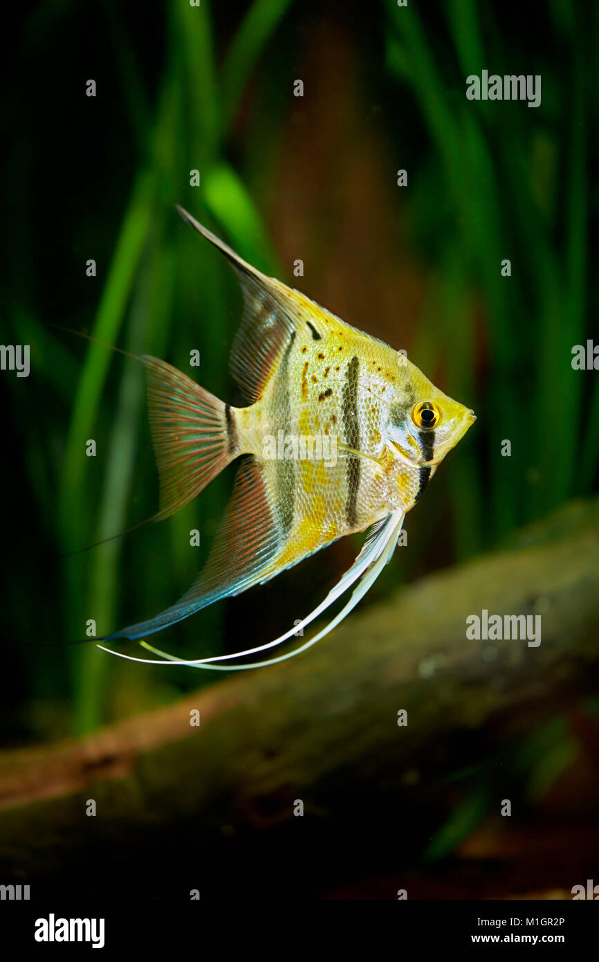 Freshwater Angelfish (Pterophyllum scalare) in an aquarium . Stock Photo