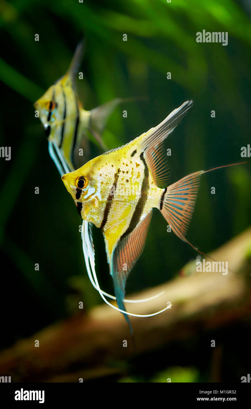 Freshwater Angelfish (Pterophyllum scalare). Two adults in an aquarium . Stock Photo