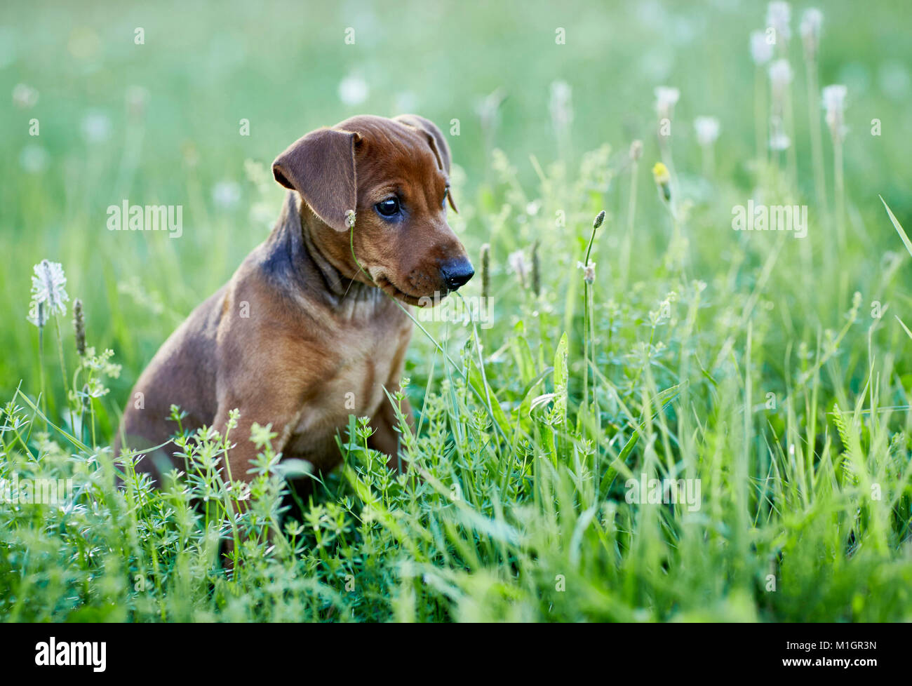 German Pinscher. Puppy sitting in a meadow. Germany. Stock Photo