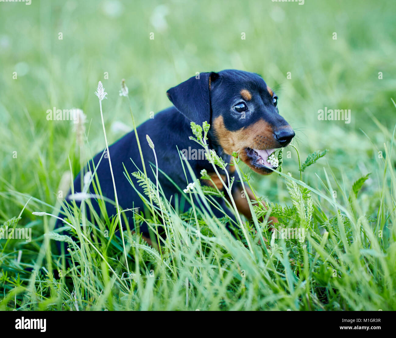 German Pinscher. Puppy sitting in a meadow while chewing on a flower. Germany. Stock Photo