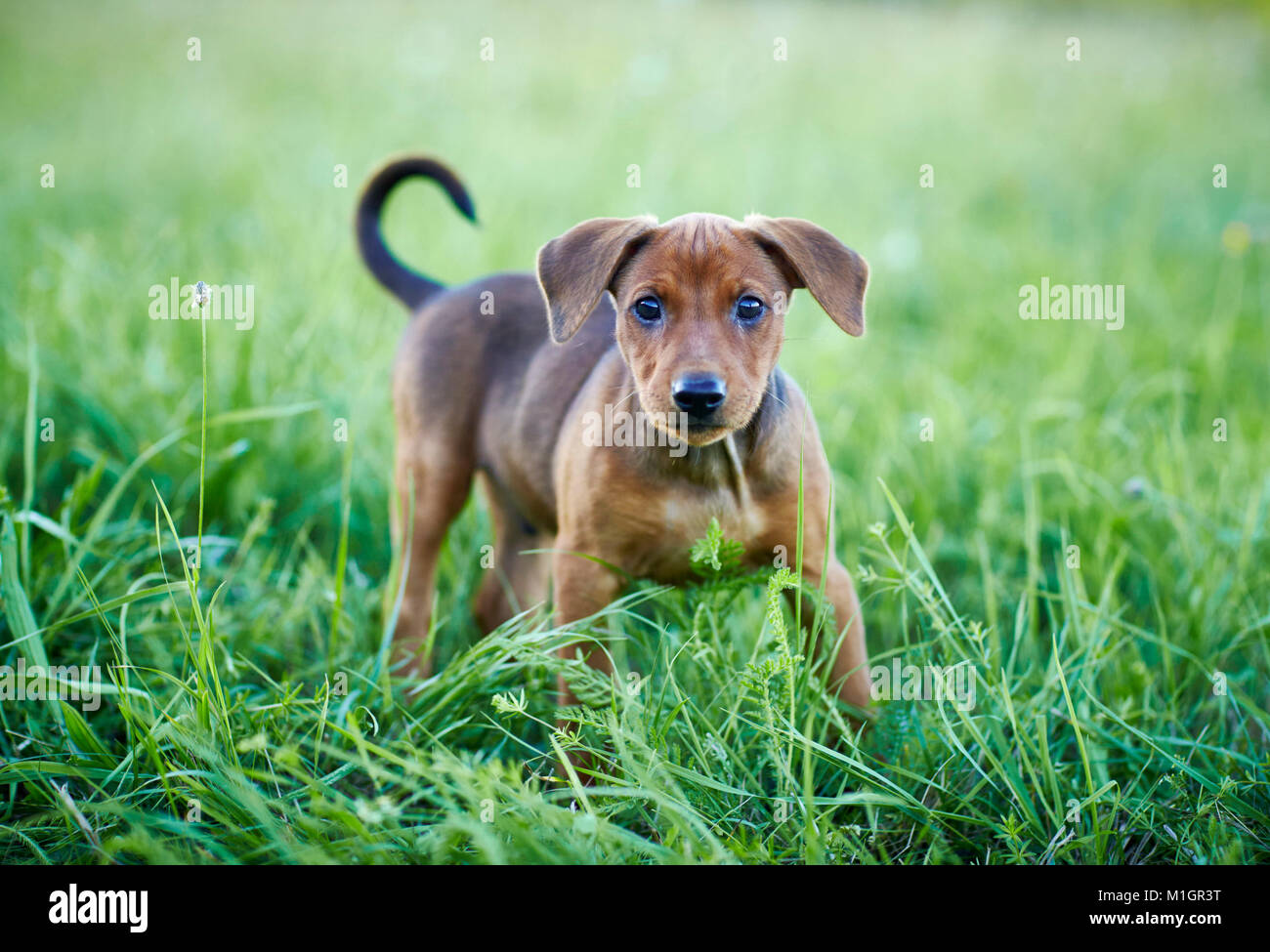 German Pinscher. Puppy standing in a meadow. Germany. Stock Photo