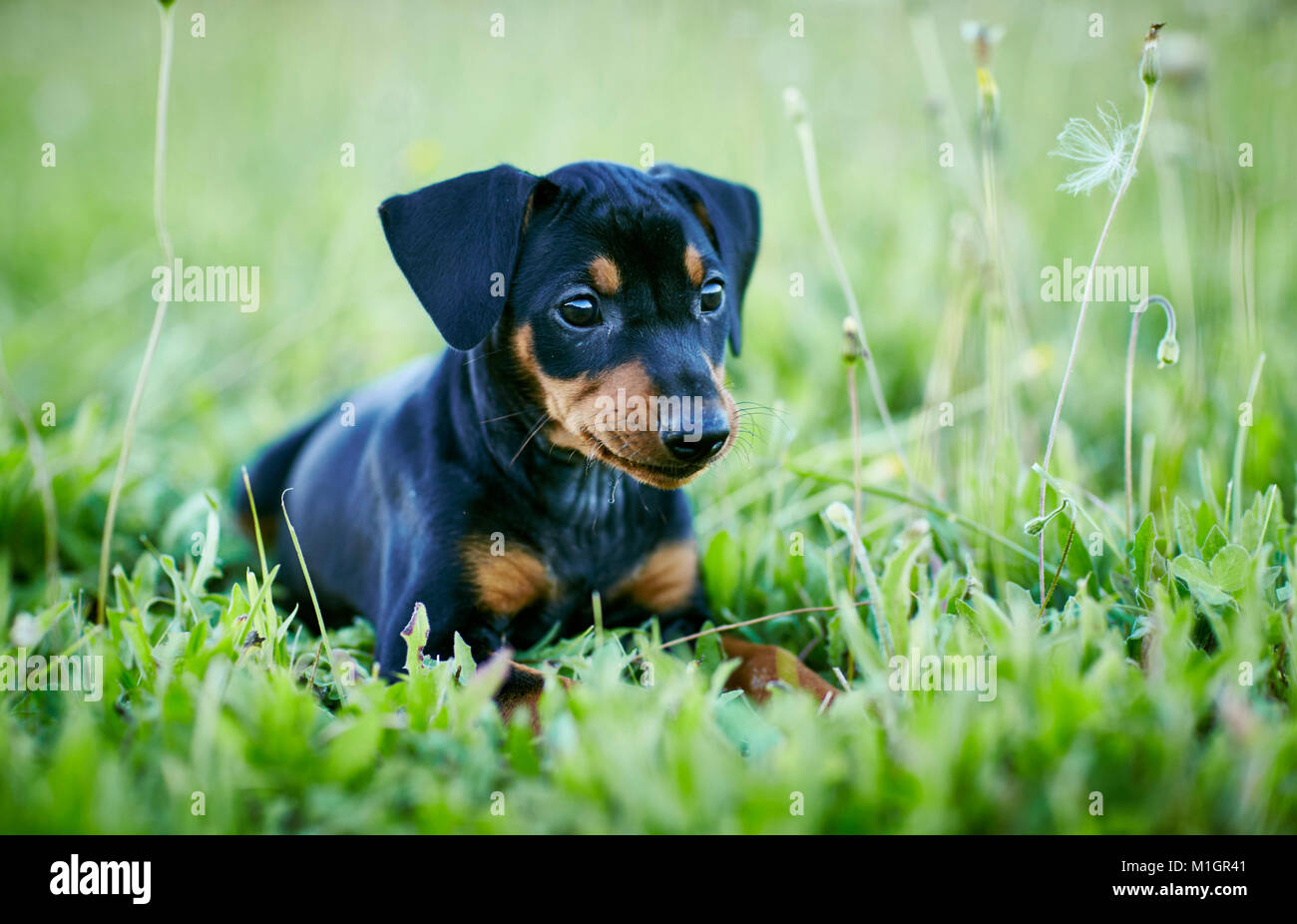 German Pinscher. Puppy lying on a meadow. Germany. Stock Photo