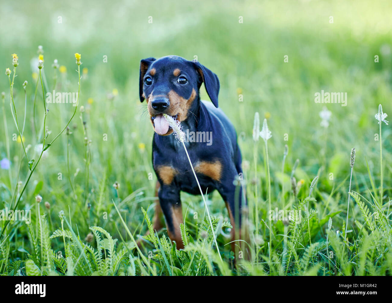 German Pinscher. Puppy standing in a meadow while chewing on a flower. Germany. Stock Photo