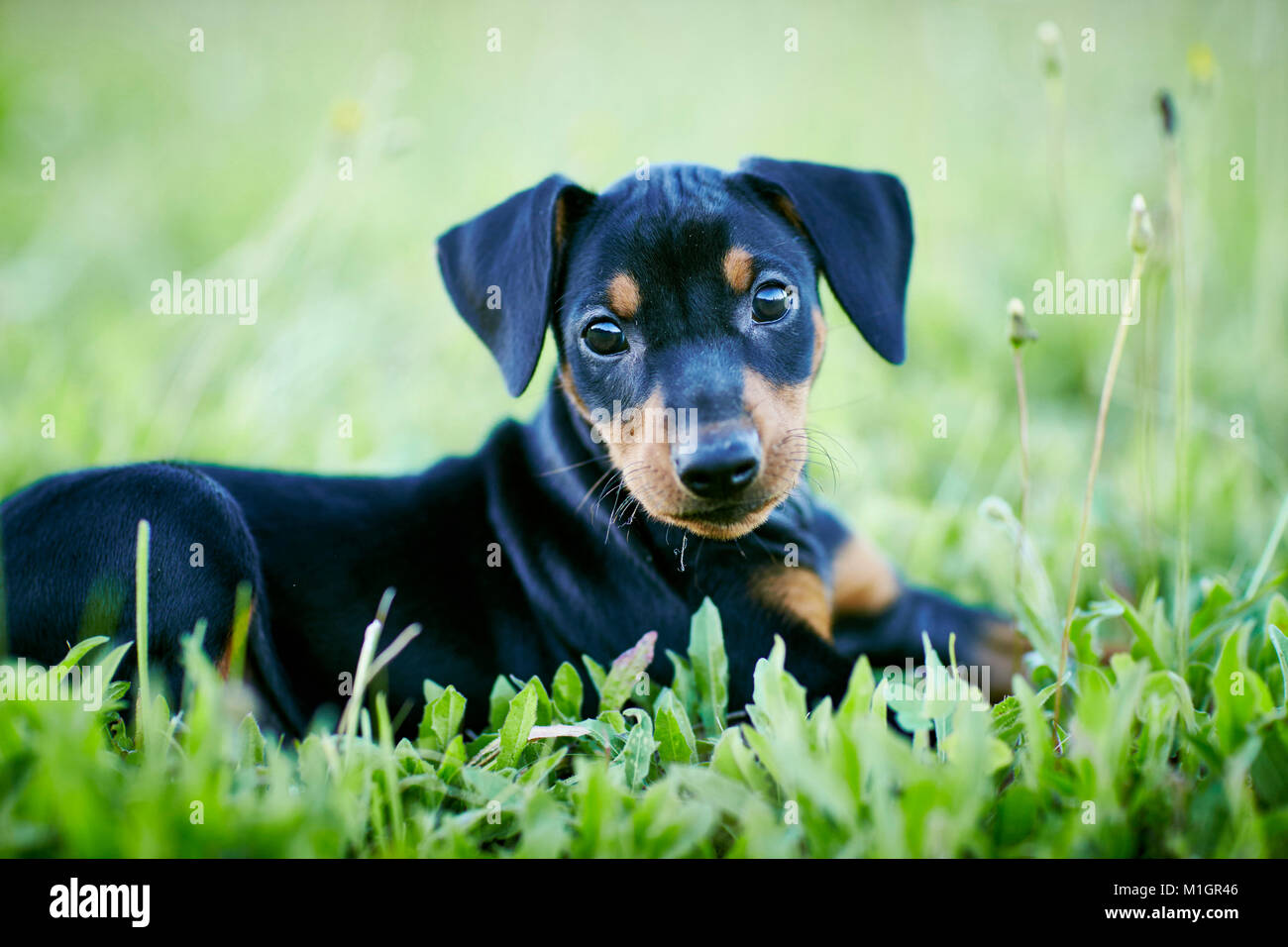 German Pinscher. Puppy lying on a meadow. Germany Stock Photo Alamy
