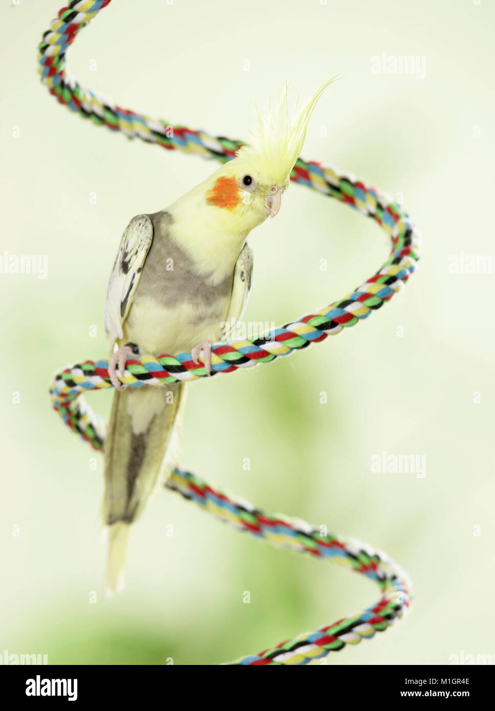 Cockatiel. Adult perched on multicolored rope. Germany. Stock Photo