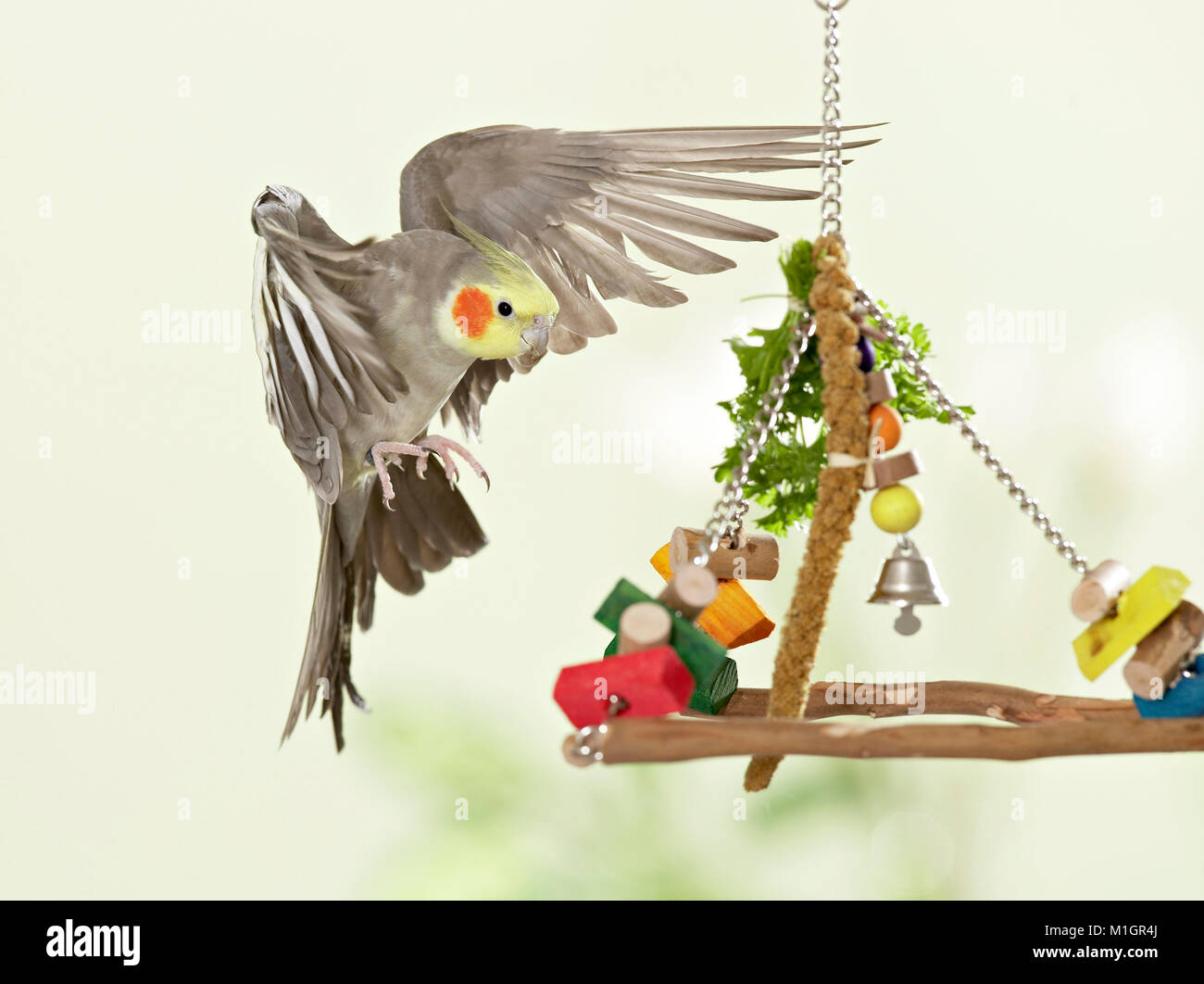 Cockatiel. Adult in landing approach to twig with toys and food. Germany. Stock Photo