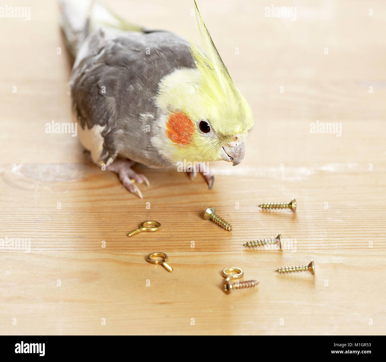 Cockatiel. Adult playing with brass screws. Germany Stock Photo Alamy