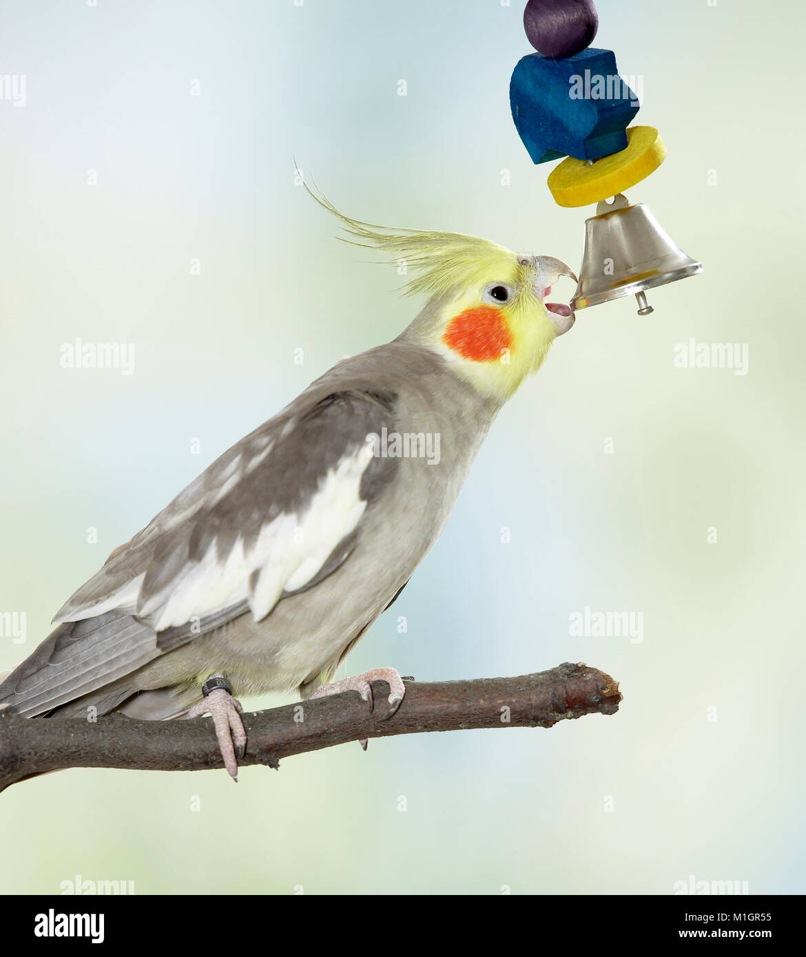 Cockatiel. Adult playing with a small bell. Germany. Stock Photo