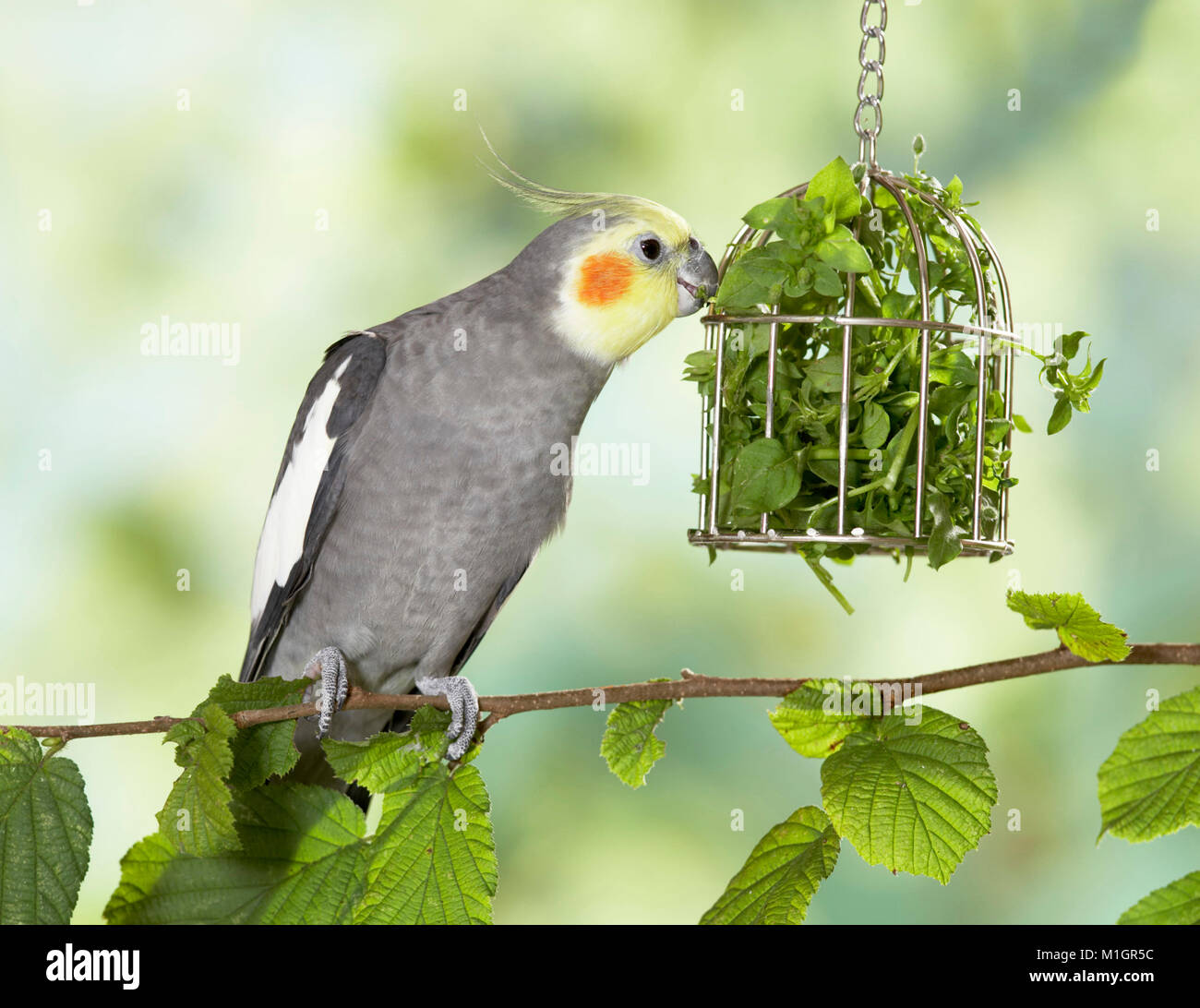 Cockatiel. Adult eating chickweed out from a little cage. Germany. Stock Photo