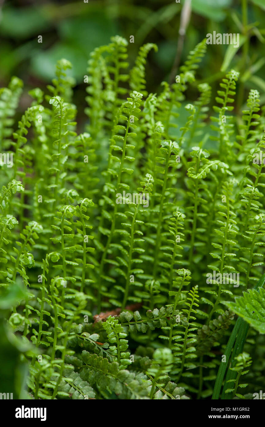 Asplenium viride,Gruener Streifenfarn,Green Spleenwort Stock Photo