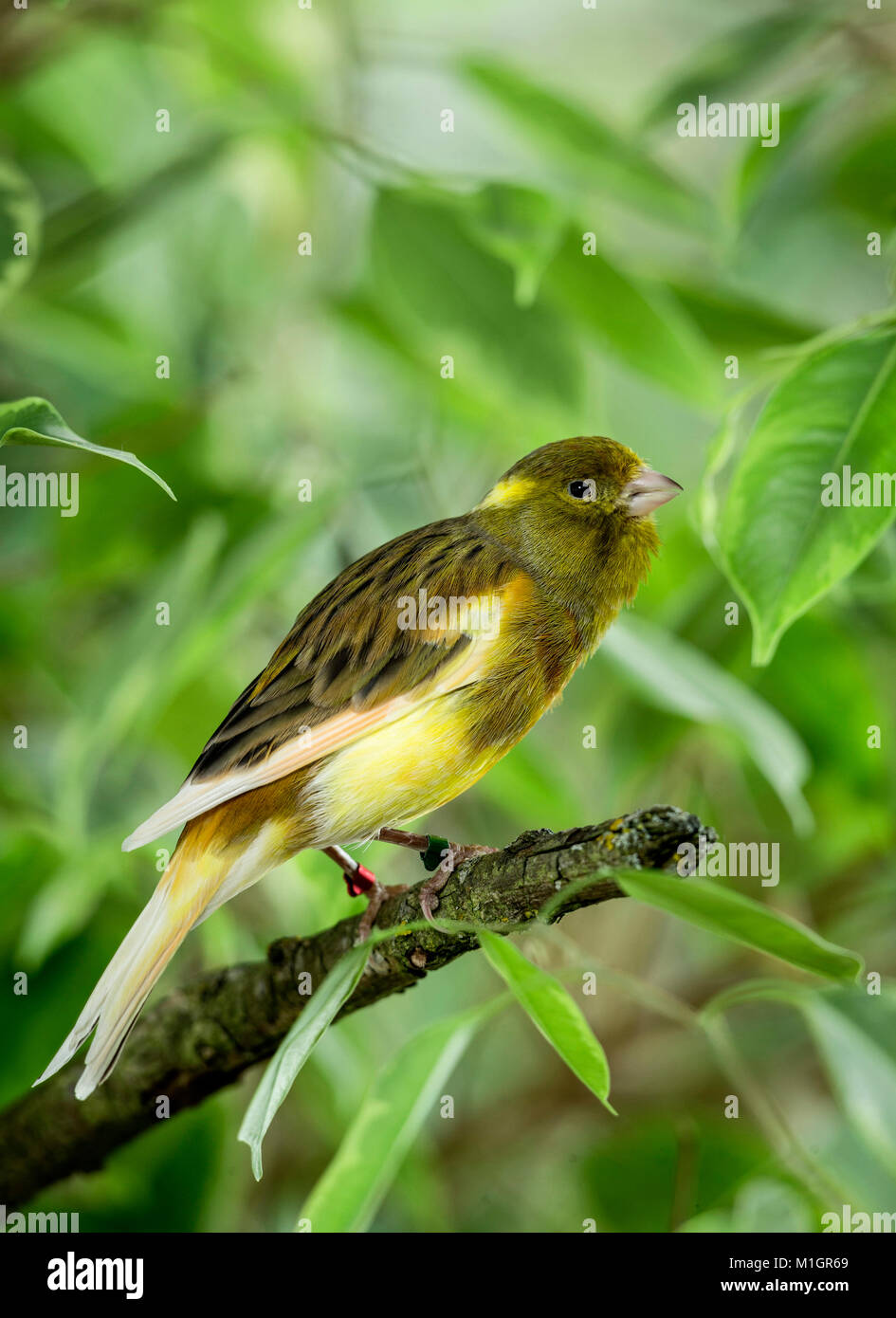 Domestic Canary. Adult perched on a Benjamin Fig twig, singing. Germany. Stock Photo