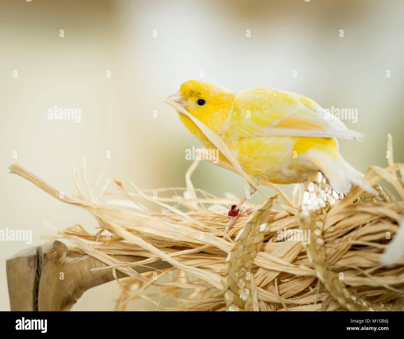 Domestic Canary. Adult pulling on bast fibres. Germany. Stock Photo