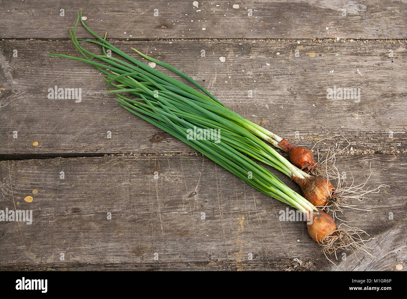 Spring onions are rich in vitamins,minerals and natural compound. Green