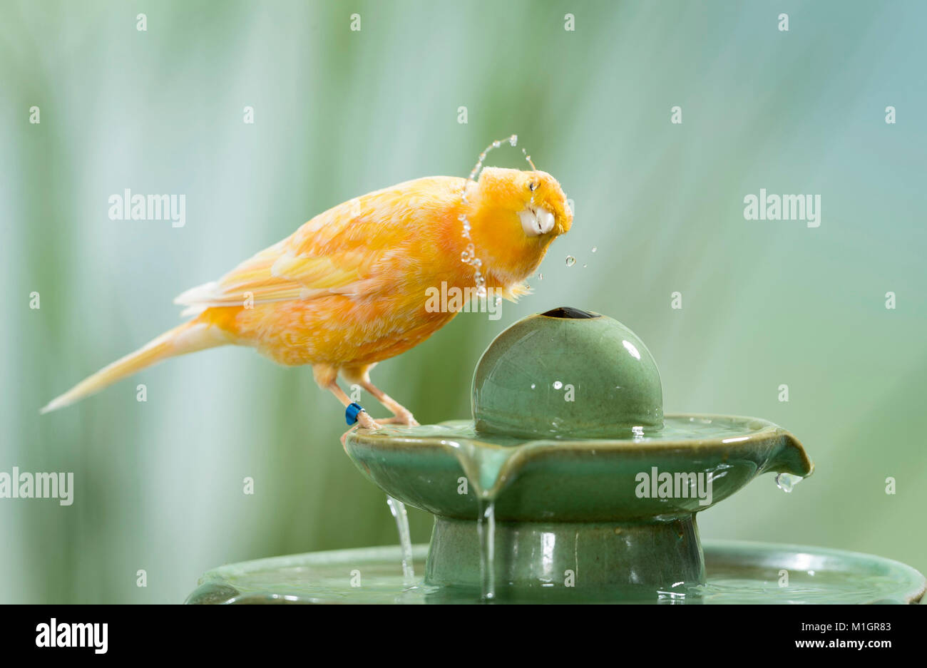 Domestic Canary. Orange bird bathing in indoor fountain. Germany Stock Photo