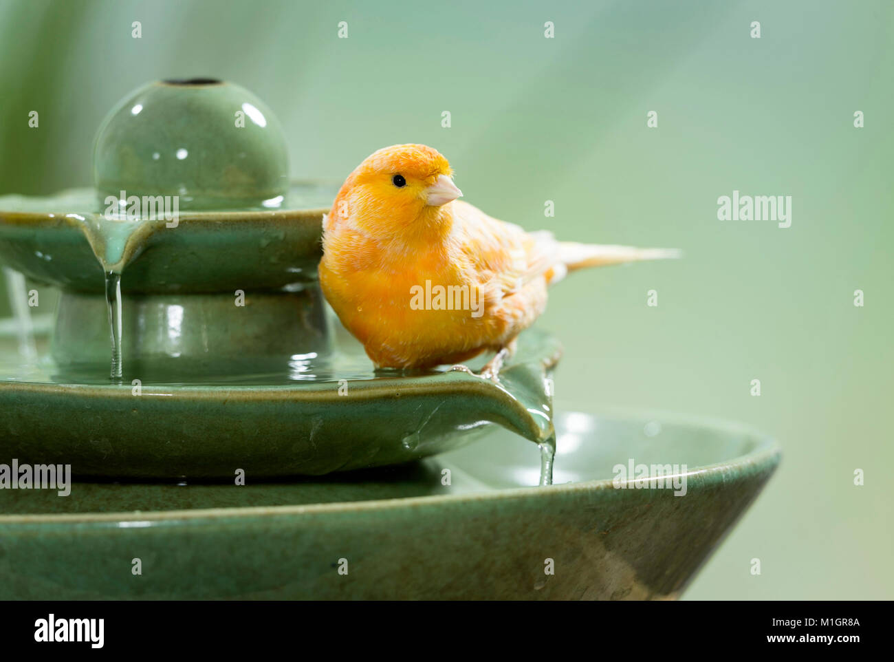 Domestic Canary. Orange bird bathing in indoor fountain. Germany Stock Photo