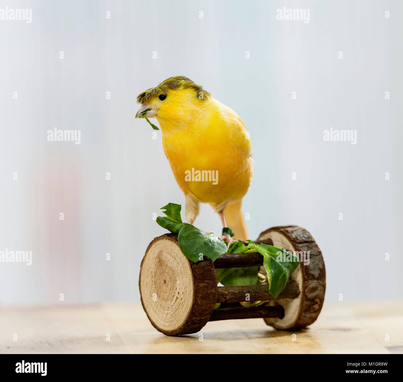 Domestic Canary. Crested bird perched on a toy while eating Field Salad. Germany Stock Photo