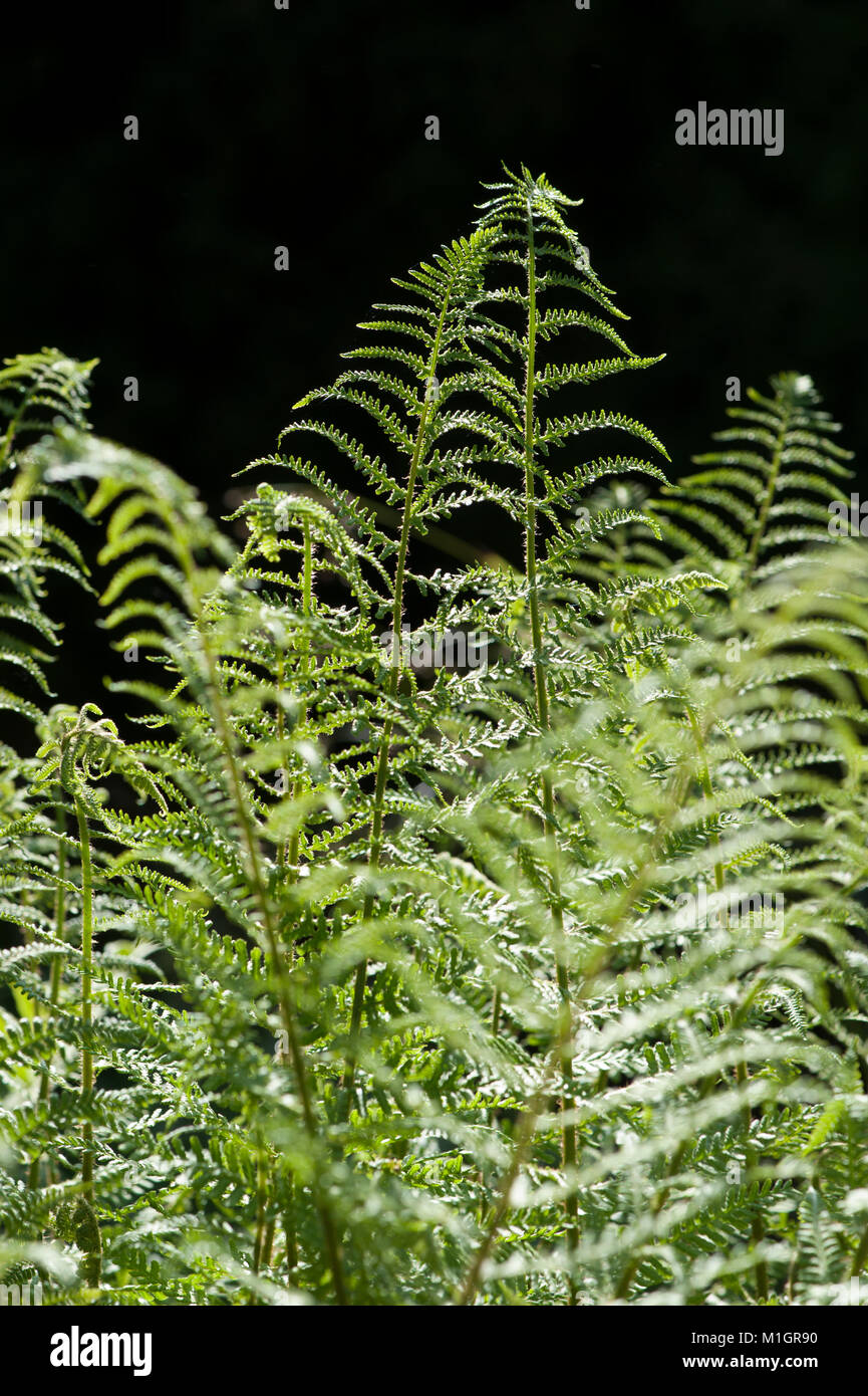 Athyrium filix-femina,Wald-Frauenfarn,Common lady-fern Stock Photo