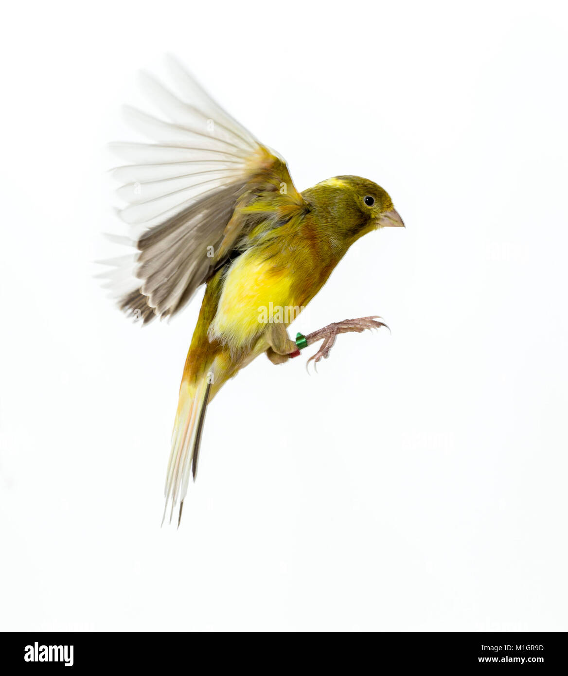 Domestic canary in flight, Studio picture against a white background Stock Photo