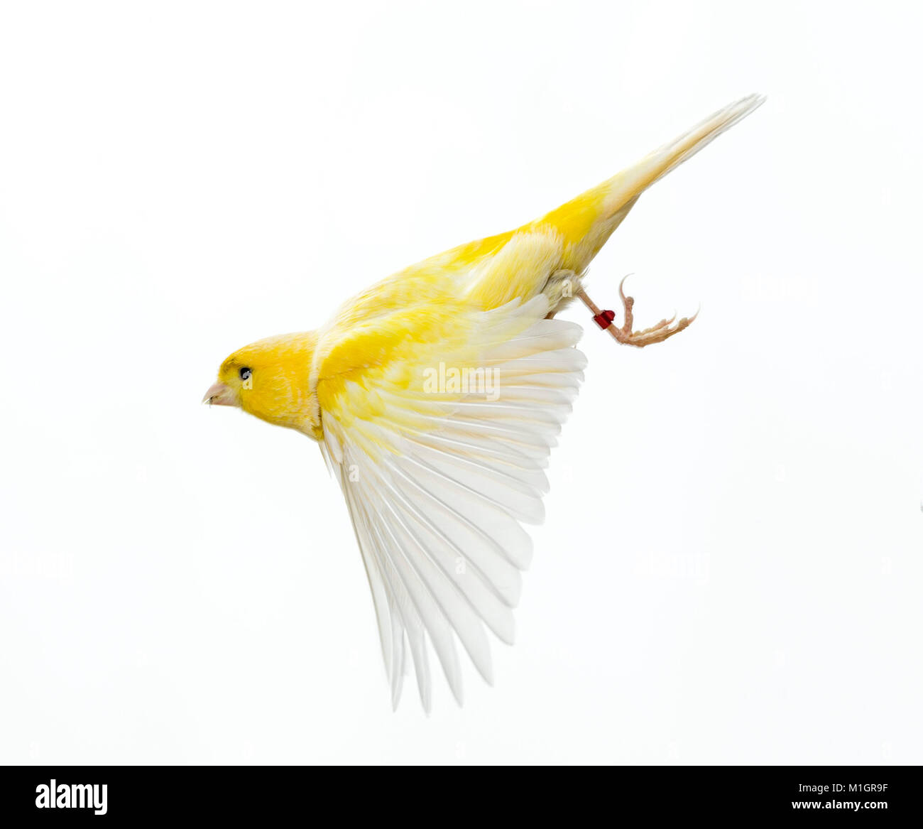 Domestic canary in flight, Studio picture against a white background Stock Photo