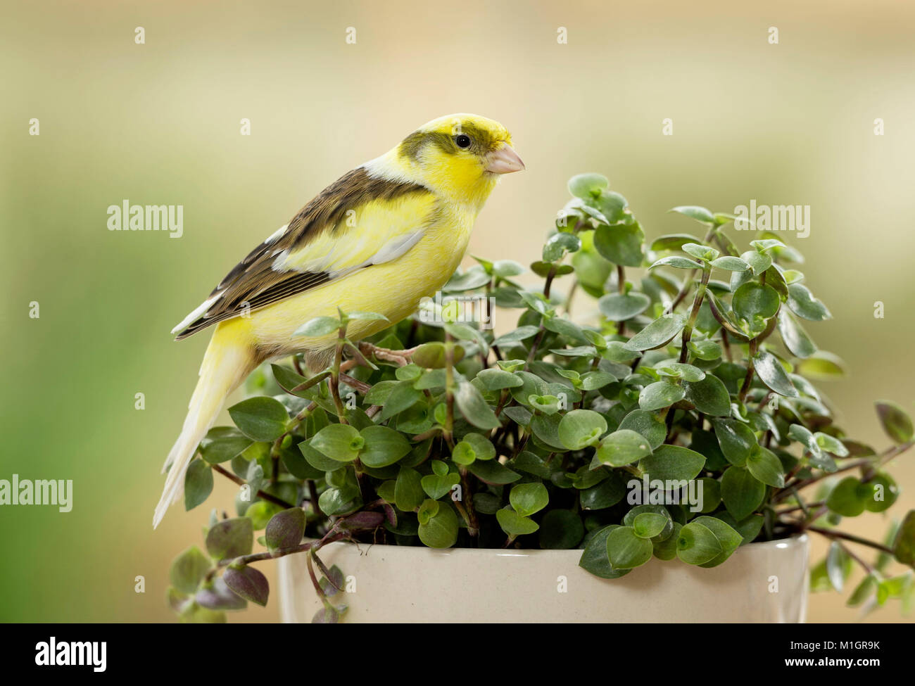 Domestic canary. Adult bird eating Bolivian Jew. Germany Stock Photo