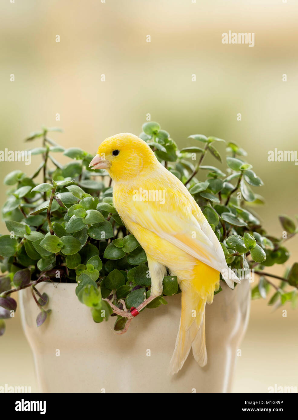 Domestic canary. Adult bird eating Bolivian Jew. Germany Stock Photo