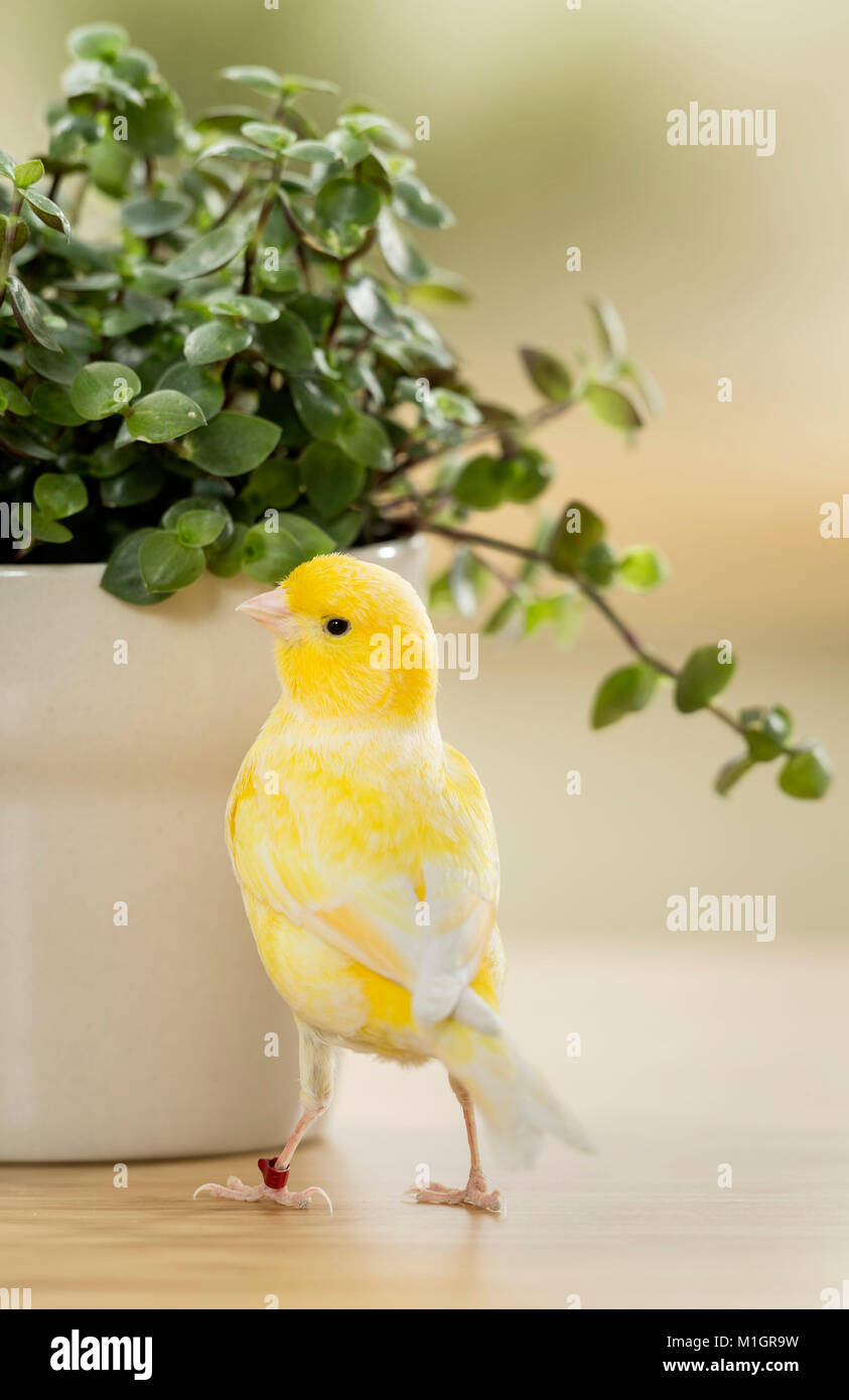 Domestic canary. Adult bird eating Bolivian Jew. Germany Stock Photo