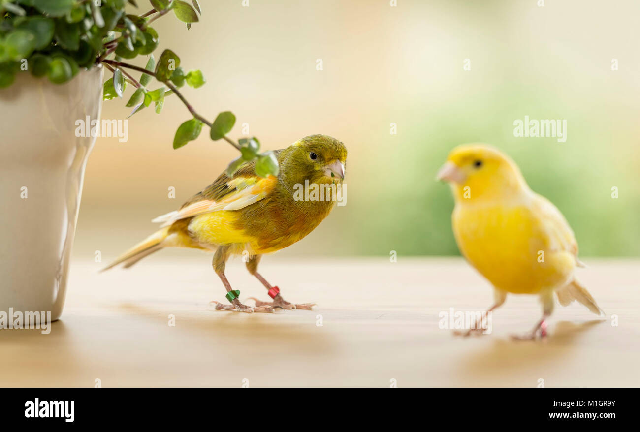 Domestic canary. Two birds of different colour eating Bolivian Jew. Germany Stock Photo