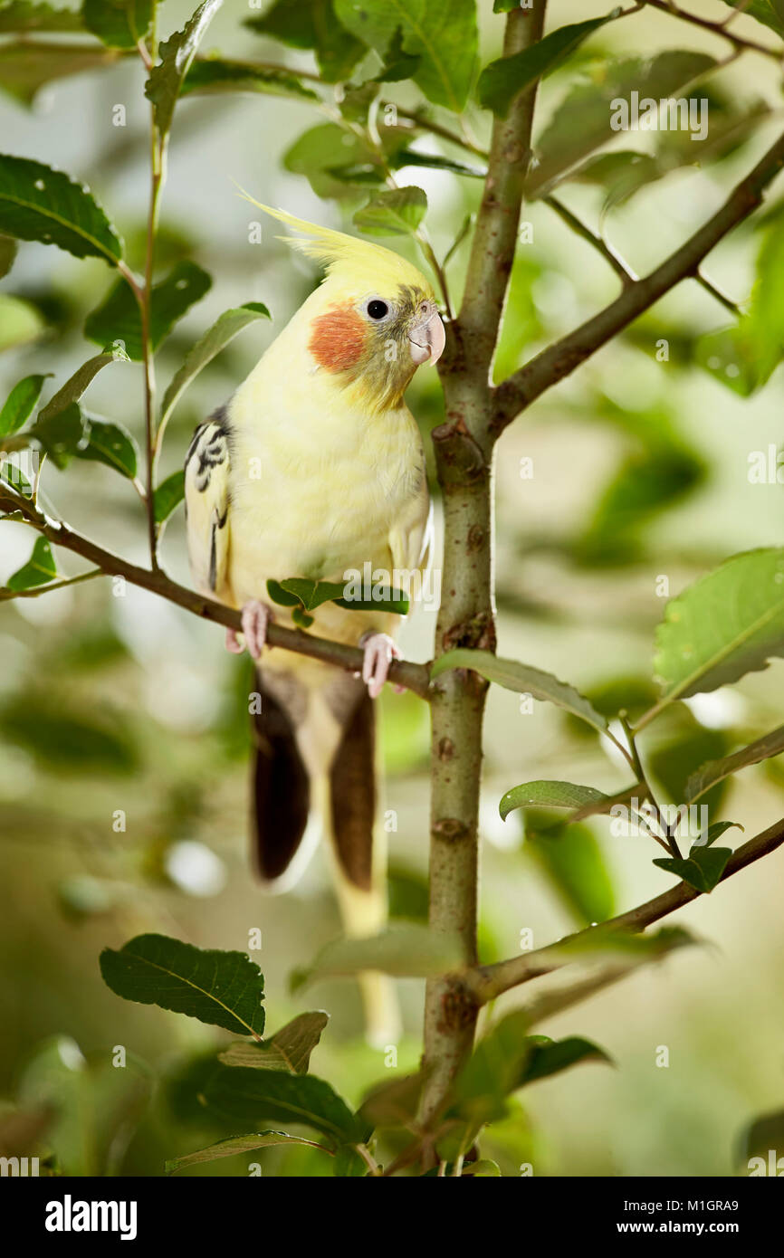 Cockatiel (Nymphicus hollandicus) perched on willow twig. Germany. Stock Photo