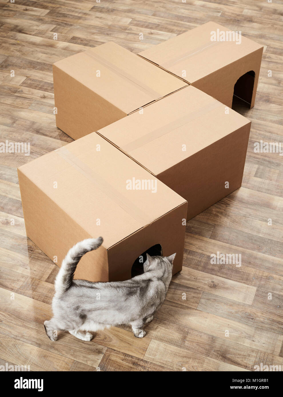 British Shorthair. Gray tabby investigating a self-made cardboard labyrinth. Germany Stock Photo