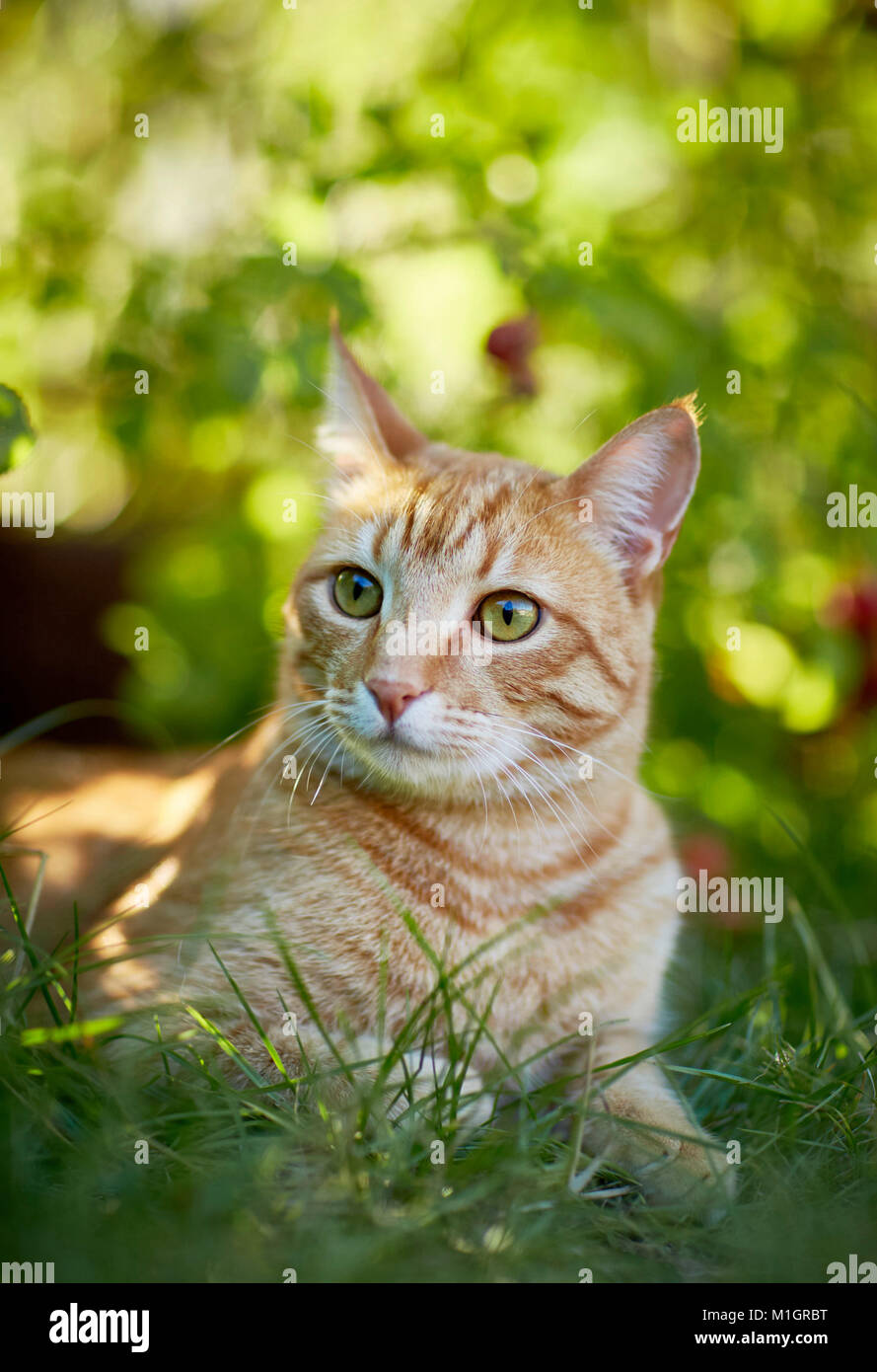 Domestic cat. Red tabby adult lying in grass. Germany. Stock Photo
