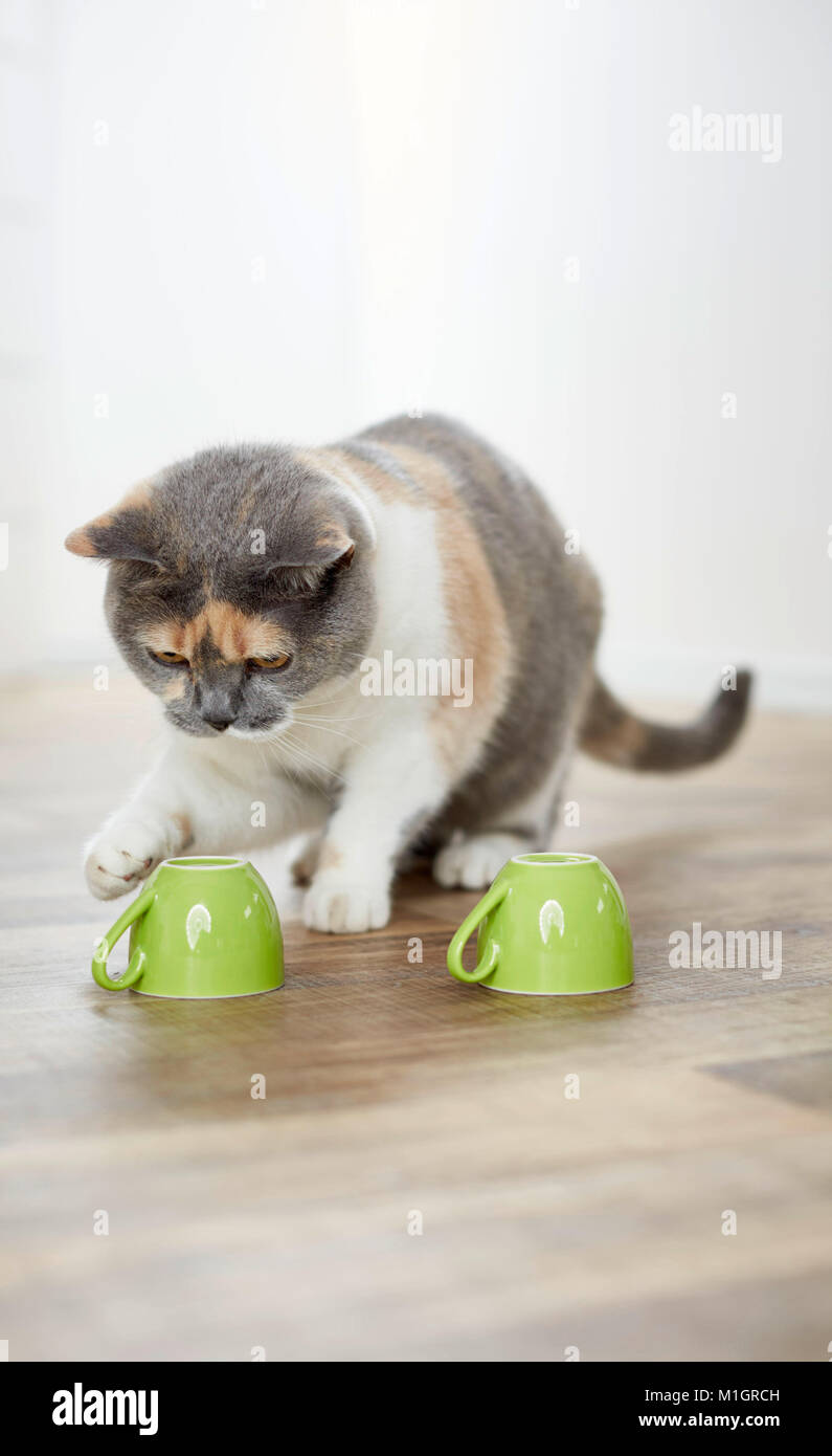 British Shorthair cat. Tricolored adult playing a shell game. Germany Stock Photo