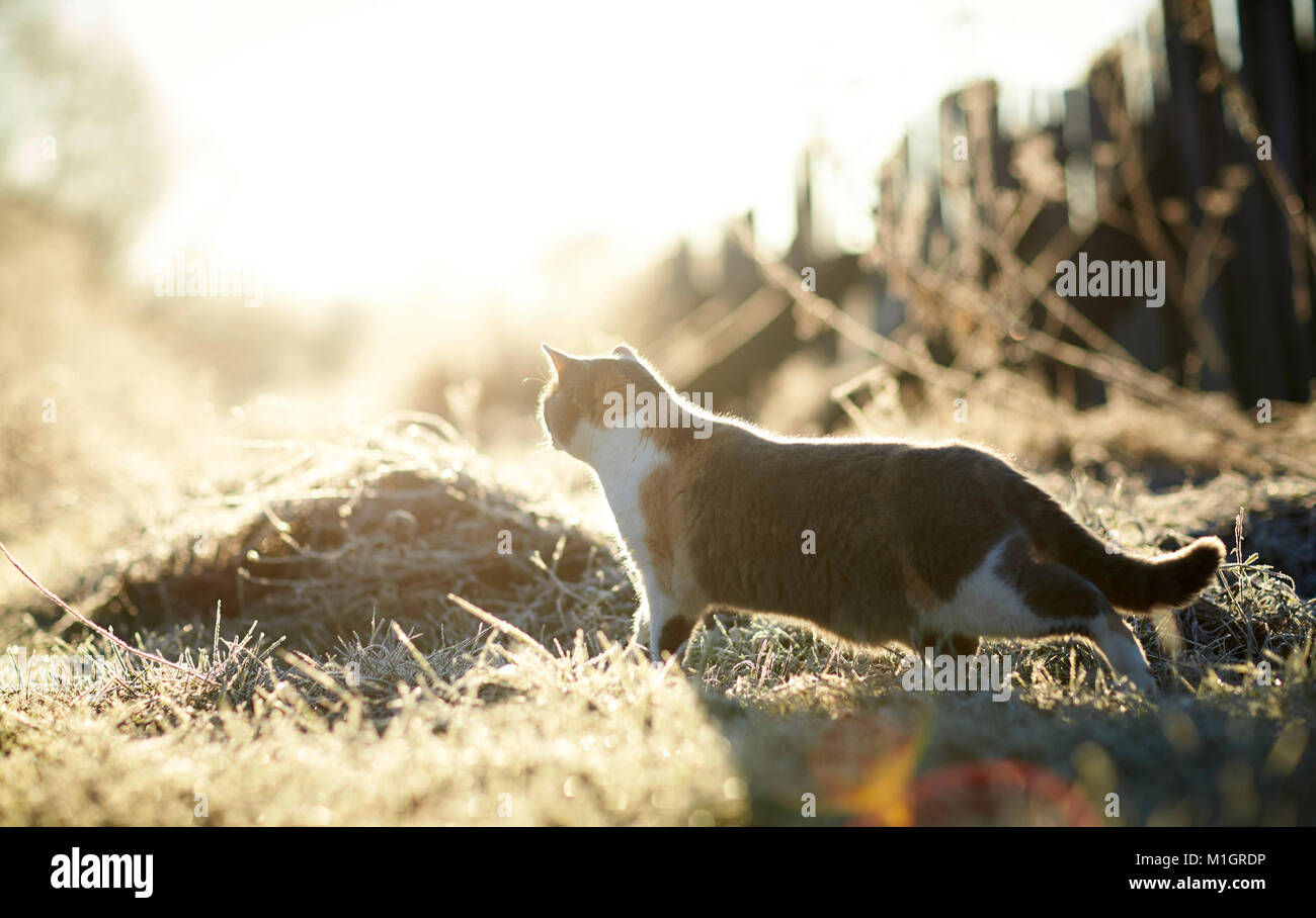 British Shorthair. Adult cat on a frosty morning in a garden. Germany Stock Photo