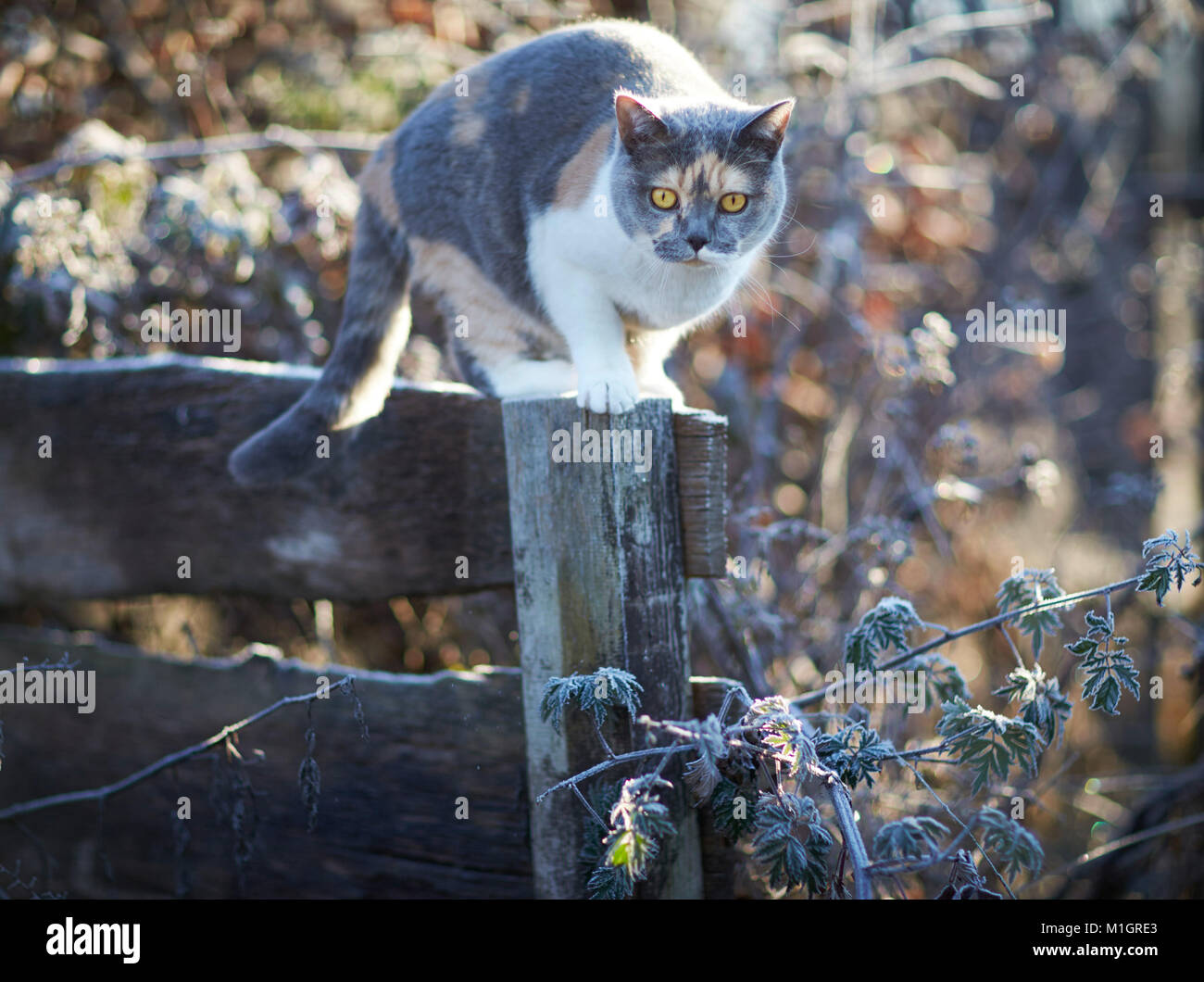 British Shorthair. Adult cat on a frosty morning in a garden, standing on a wooden fence. Germany Stock Photo
