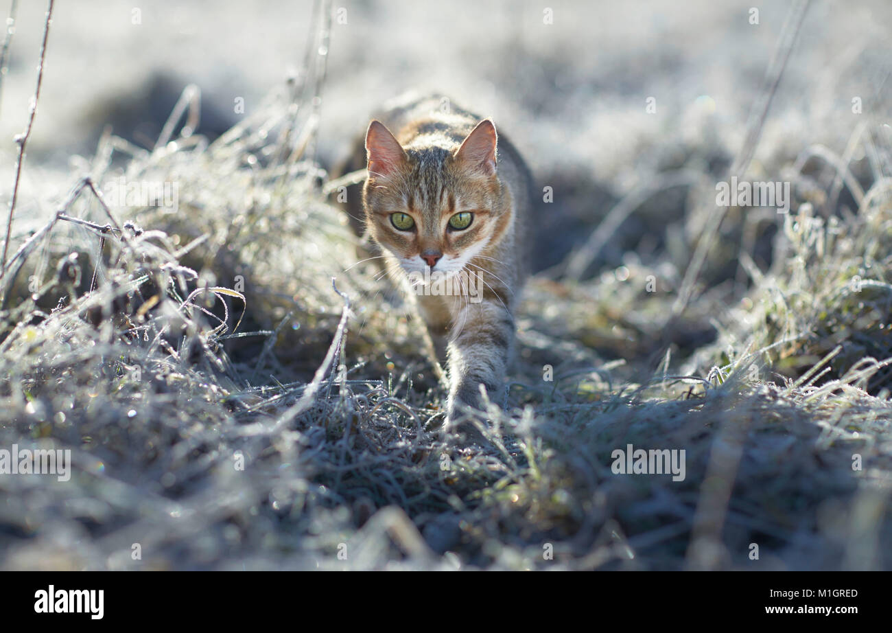 British Shorthair. Adult cat on a frosty morning in a garden. Germany Stock Photo