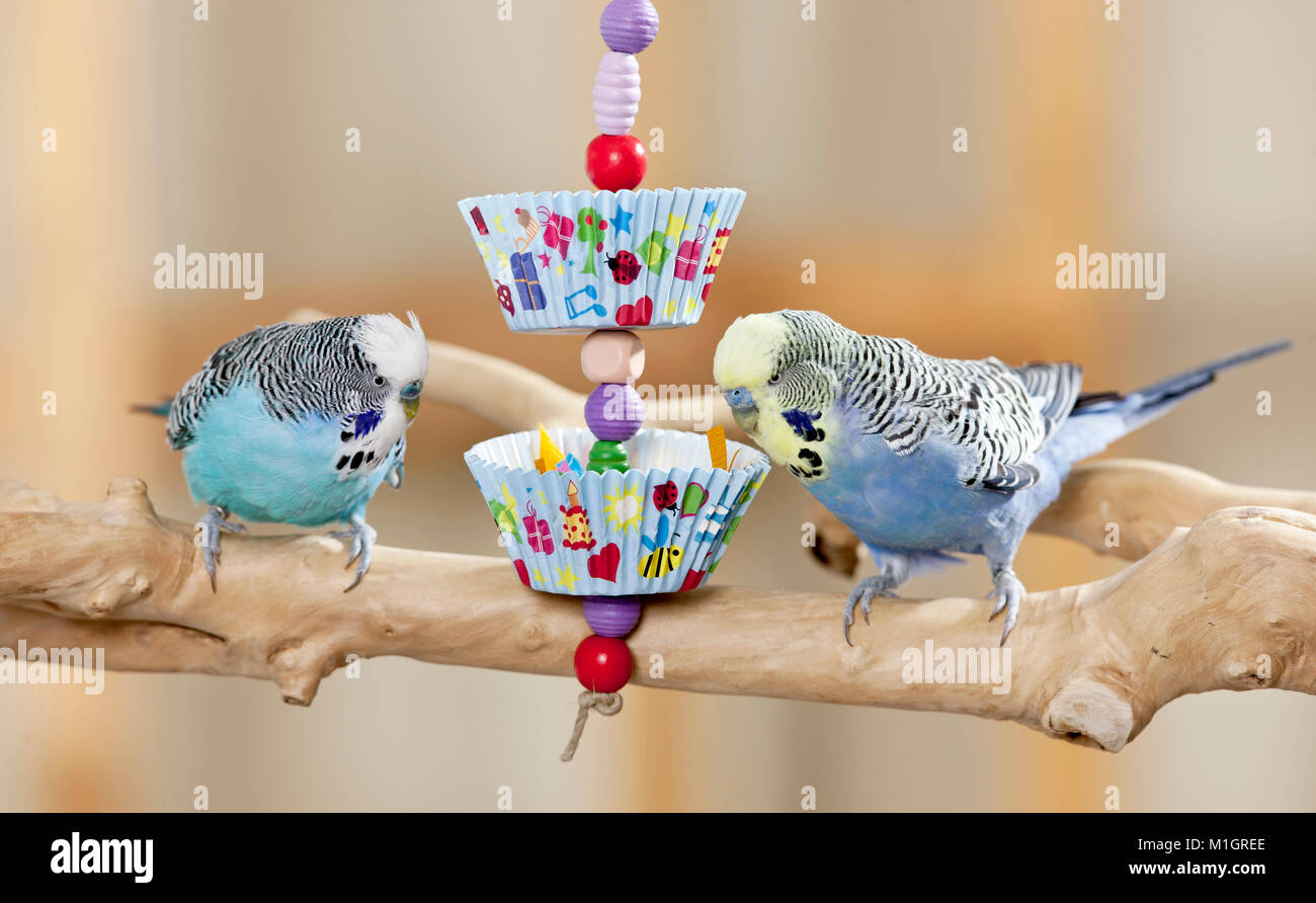 Budgerigar, Budgie (Melopsittacus undulatus). Two males playing with self-made toy. Germany Stock Photo