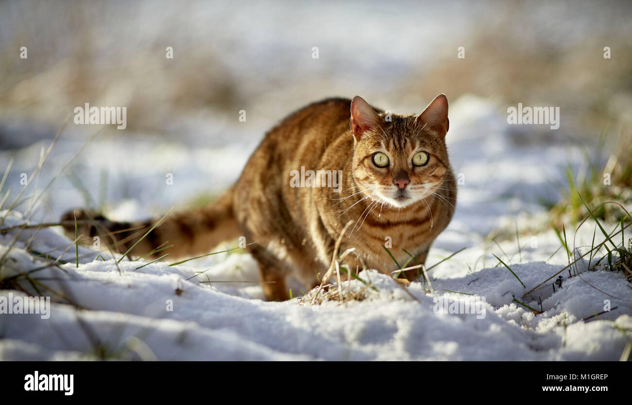 Bengal cat. Adult lurking on a snowy meadow. Germany . Stock Photo