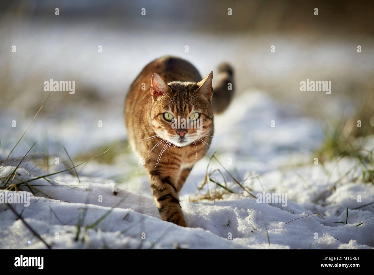 Bengal cat. Adult walking on snow. Germany Stock Photo