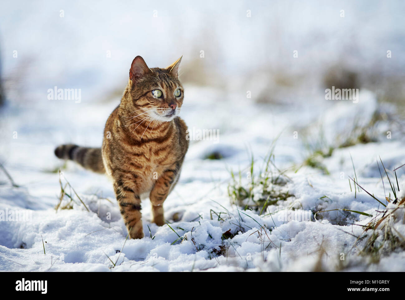 Bengal cat. Adult standing on snow. Germany Stock Photo