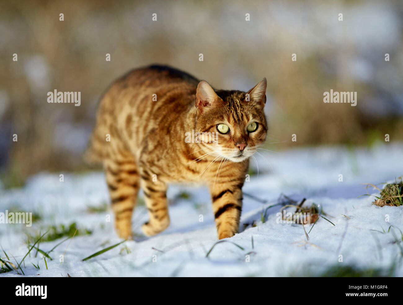 Bengal cat. Adult walking on snow. Germany Stock Photo