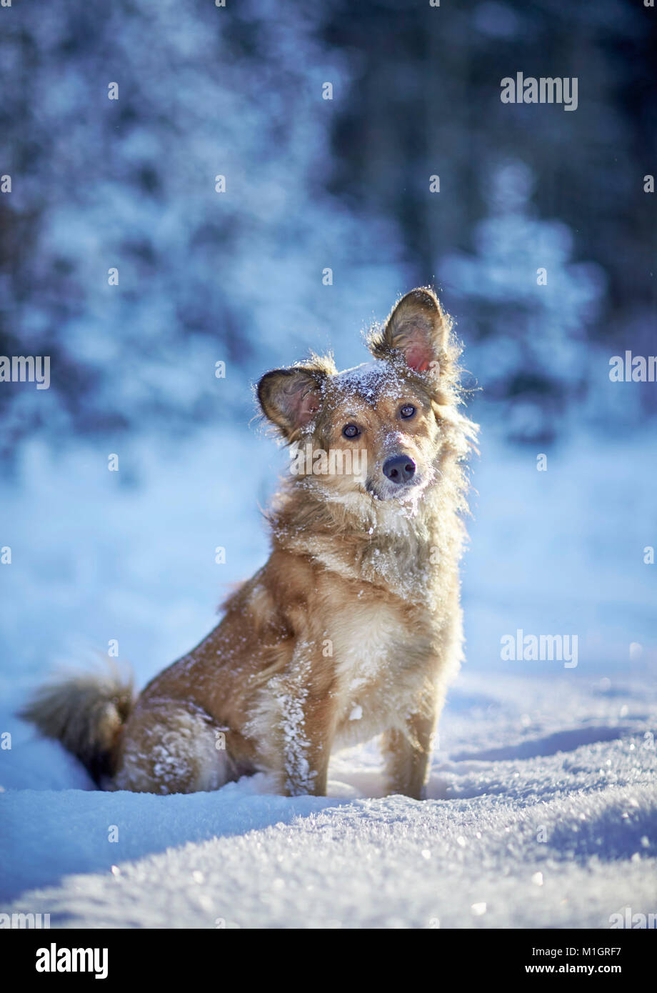 Mixed-breed dog. Adult sitting in snow. Germany... Stock Photo